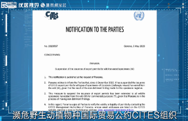 微凹黃檀新聞將迎漲價(jià)潮，優(yōu)質(zhì)紅木市場(chǎng)前景可期