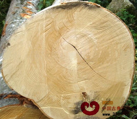 “巴里時(shí)尚”的舞者——巴里黃檀