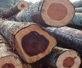 微凹黃檀市場走俏