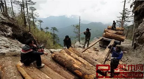 截至2017年1月終,全緬甸共計(jì)查獲了非法走私木材40825噸 截至2017年1月終,全緬甸共計(jì)查獲了非法走私木材40825噸