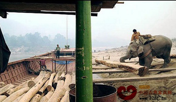 大象拖著笨重的頭從深山老林里運木材出來 大象拖著笨重的頭從深山老林里運木材出來