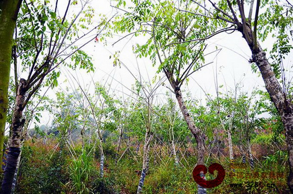 紅木專類種植區(qū)栽種有降香黃檀、小葉紫檀、酸枝等紅木樹種 紅木專類種植區(qū)栽種有降香黃檀、小葉紫檀、酸枝等紅木樹種