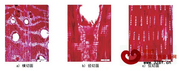 檀香紫檀木材微觀構(gòu)造照片 檀香紫檀木材微觀構(gòu)造照片