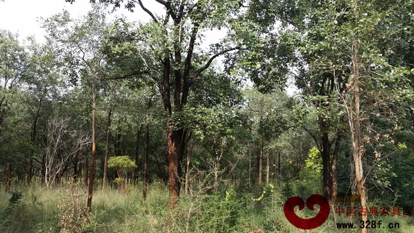 印度紅木原材種植林