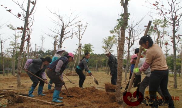 林業(yè)綠化總隊(duì)一干工作人員正在栽種黃花梨樹苗 林業(yè)綠化總隊(duì)一干工作人員正在栽種黃花梨樹苗