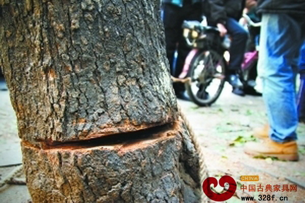 遭砍伐的黃花梨鋸口很深,已無法生存 遭砍伐的黃花梨鋸口很深,已無法生存