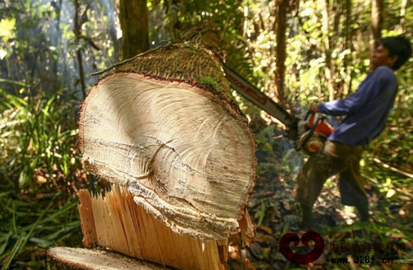 2011年11月14日,印尼中加里曼丹森林,一名非法砍伐者用電鋸鋸下一棵樹(shù) 2011年11月14日,印尼中加里曼丹森林,一名非法砍伐者用電鋸鋸下一棵樹(shù)