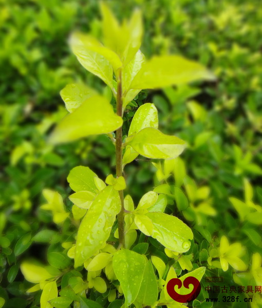 黃楊木成材所需時間之長世所罕見(圖為小葉黃楊) 黃楊木成材所需時間之長世所罕見(圖為小葉黃楊)