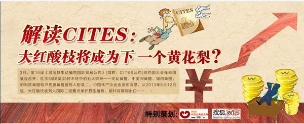 2013年，品牌紅木網(wǎng)（中國古典家具網(wǎng)）策劃的大紅酸枝專題受到業(yè)界關(guān)注