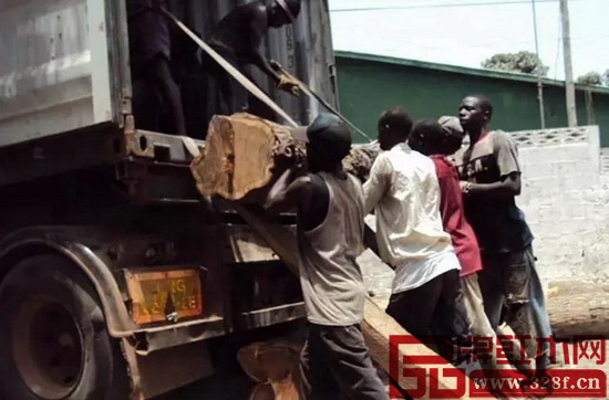 多方疊加效應(yīng)導(dǎo)致刺猬紫檀出現(xiàn)尷尬局面