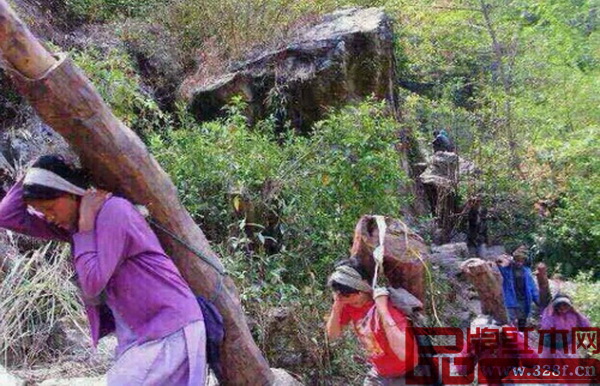 尼泊爾山區(qū)的邊民每背一根紫檀上山可得400尼幣(合40元人民幣) 尼泊爾山區(qū)的邊民每背一根紫檀上山可得400尼幣(合40元人民幣)