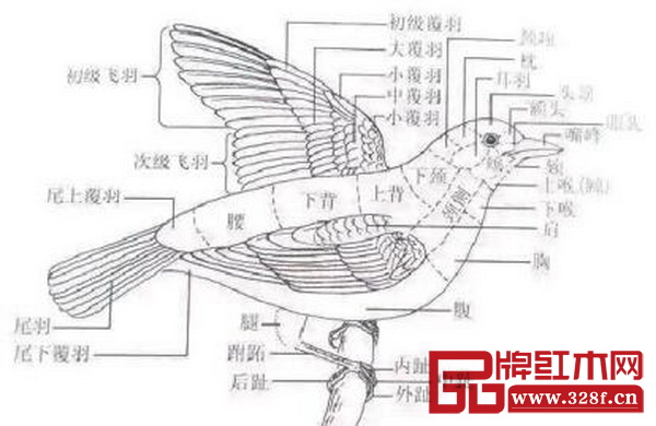 泰和園在運(yùn)用“絲翎檀雕”技法時(shí)，十分注重鳥類各個(gè)部位翎毛的長向