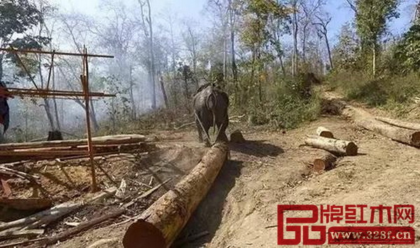 緬甸下一財年砍伐量為10年最低 緬甸下一財年砍伐量為10年最低
