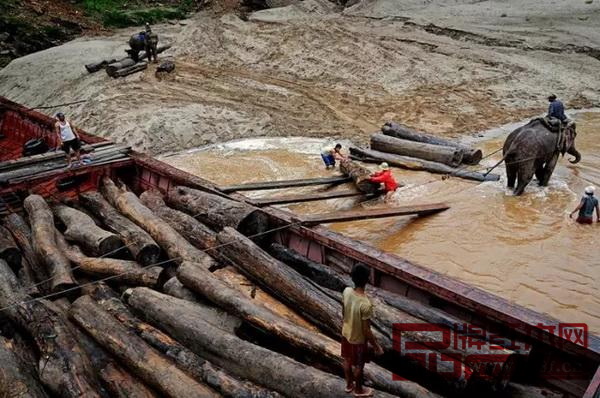 老撾木材運(yùn)輸過(guò)程 老撾木材運(yùn)輸過(guò)程