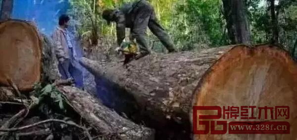 伐木者正在砍伐木材 伐木者正在砍伐木材