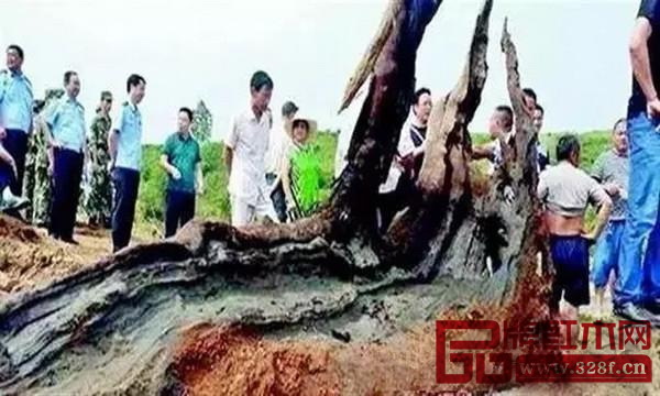 經(jīng)專家初步鑒定,村民發(fā)現(xiàn)的確為千年以上的烏木 經(jīng)專家初步鑒定,村民發(fā)現(xiàn)的確為千年以上的烏木