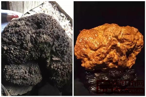 崖柏原材和加工后的崖柏極品“中國第一瘤” 崖柏原材和加工后的崖柏極品“中國第一瘤”