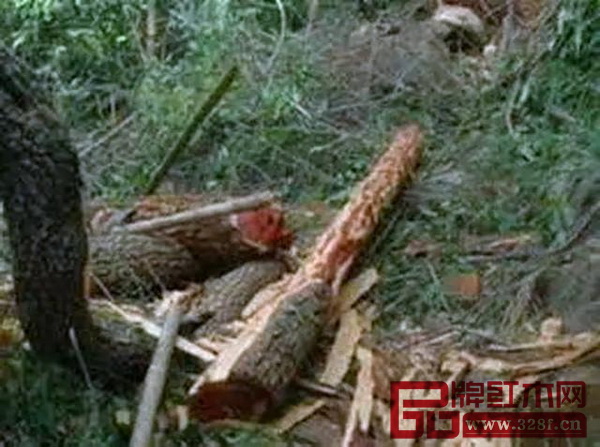 去年4月印度林業(yè)警方在查處走私活動(dòng)時(shí)與走私者發(fā)生交火,現(xiàn)場(chǎng)疑似走私的木材散落一地 去年4月印度林業(yè)警方在查處走私活動(dòng)時(shí)與走私者發(fā)生交火,現(xiàn)場(chǎng)疑似走私的木材散落一地