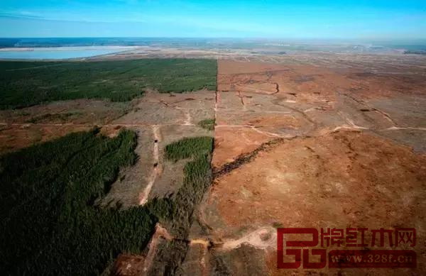 木材這把雙刃劍,終究還是傷到了紅木人 木材這把雙刃劍,終究還是傷到了紅木人