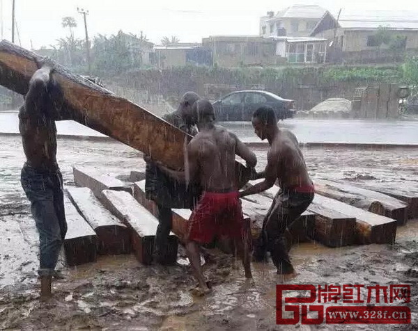 塞內(nèi)加爾提出將刺猬紫檀列入《瀕危野生動(dòng)植物種保護(hù)國際公約(CITES)》附錄二 塞內(nèi)加爾提出將刺猬紫檀列入《瀕危野生動(dòng)植物種保護(hù)國際公約(CITES)》附錄二