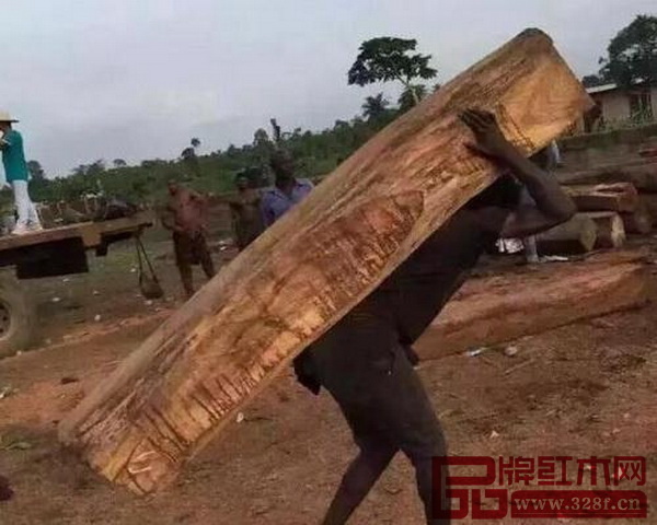 因?yàn)槟静淖咚?,不少?guó)家的原材已經(jīng)瀕臨滅絕 因?yàn)槟静淖咚剑簧賴?guó)家的原材已經(jīng)瀕臨滅絕