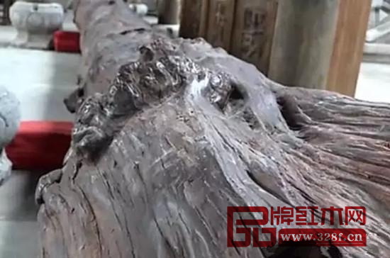 年齡高達800歲的越南黃花梨老料 年齡高達800歲的越南黃花梨老料