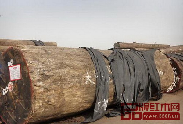 古夷蘇木,中國俗稱巴花 古夷蘇木,中國俗稱巴花