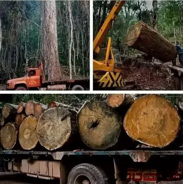 紅木原材走私被實(shí)質(zhì)性打擊 紅木原材走私被實(shí)質(zhì)性打擊