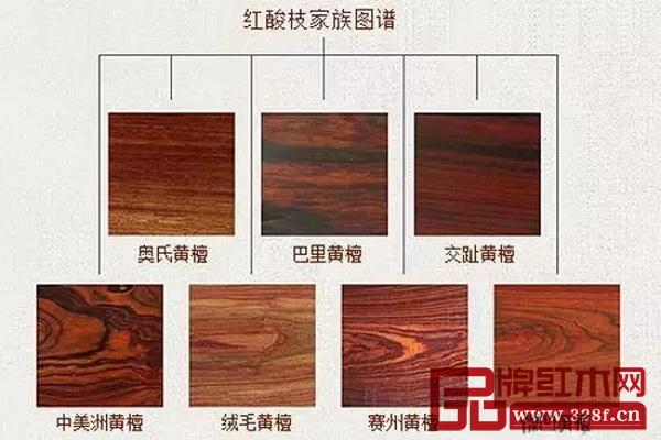 紅酸枝家族族譜 紅酸枝家族族譜