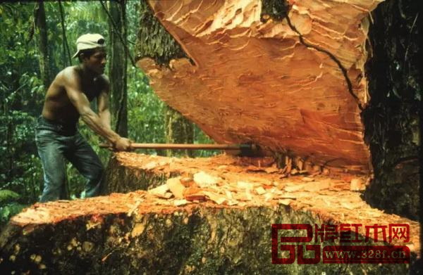正在被砍伐的木材 正在被砍伐的木材
