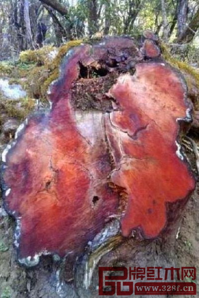 野生紅豆杉橫切面圖 野生紅豆杉橫切面圖