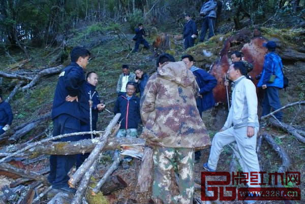 紅豆杉被盜伐的案發(fā)現(xiàn)場(chǎng)