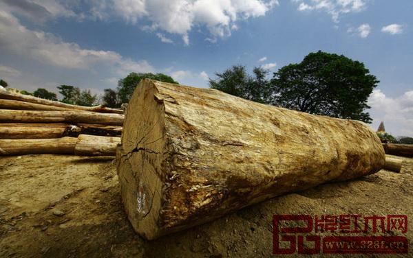 緬甸取消“禁令” 未來(lái)紅木價(jià)格是漲是跌？