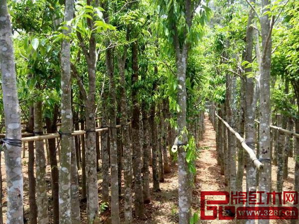 天然沉香逐漸減少，人工沉香沒有收藏價值