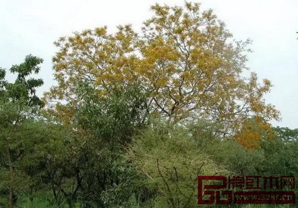 刺猬紫檀樹(shù)木 刺猬紫檀樹(shù)木