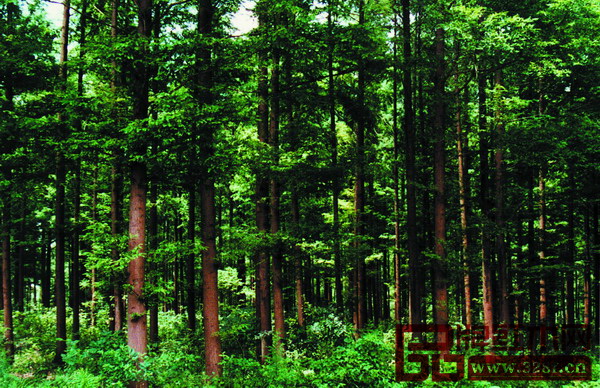 中國(guó)始終做到保護(hù)和合理開發(fā)森林資源 中國(guó)始終做到保護(hù)和合理開發(fā)森林資源