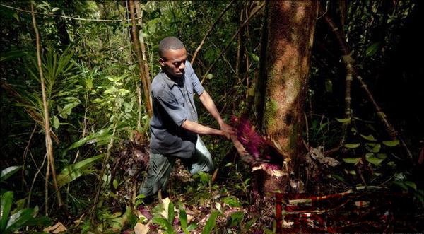 馬達加斯加非法采伐珍貴紅木木材的現(xiàn)象愈演愈烈