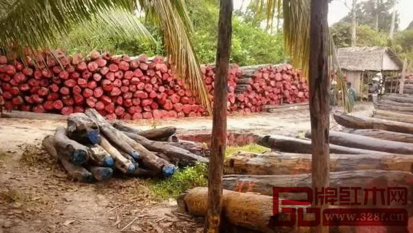 馬達加斯加的紅木堆場