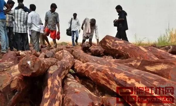 被繳獲的印度紫檀原木 被繳獲的印度紫檀原木