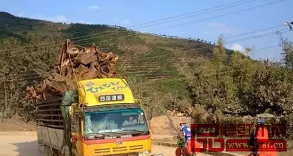 正在走私的紅木 正在走私的紅木