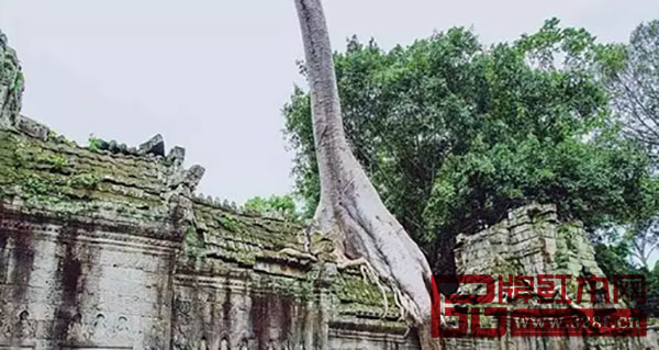 東南亞國(guó)家有著豐富的紅木資源 東南亞國(guó)家有著豐富的紅木資源