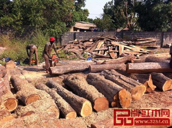 岡比亞刺猬紫檀原木 岡比亞刺猬紫檀原木