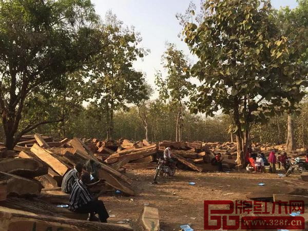 莫桑比克當局已決定全面禁止東非黑黃檀木材出口 莫桑比克當局已決定全面禁止東非黑黃檀木材出口