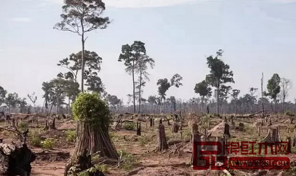 樹木的減少最終會破壞生態(tài)平衡 樹木的減少最終會破壞生態(tài)平衡