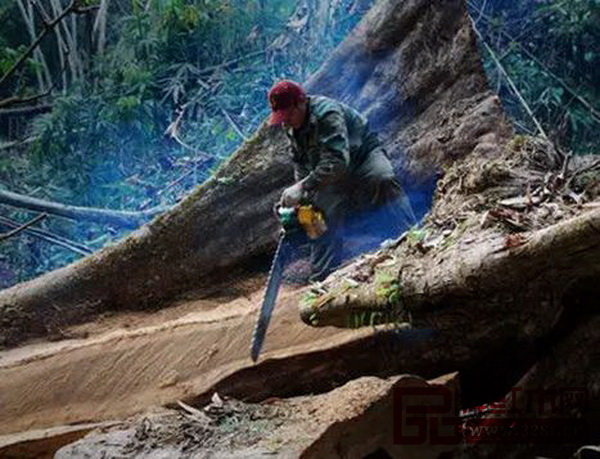 東南亞紅木資源砍伐令人堪憂 東南亞紅木資源砍伐令人堪憂