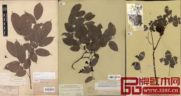 從左至右分別為染料紫檀的標(biāo)本1868號(hào)，降香紫檀的標(biāo)本5478號(hào)，金毛紫檀的標(biāo)本2359號(hào)