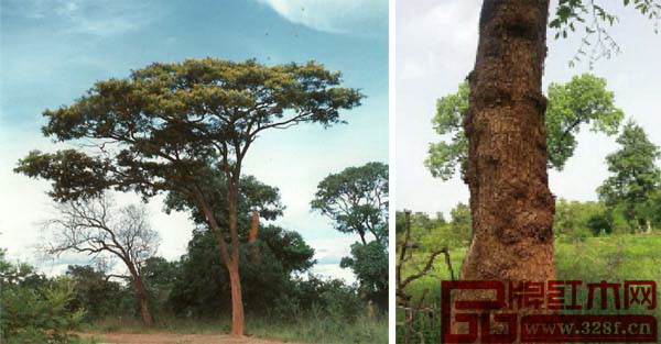 染料紫檀為小至中喬木，樹干高10-20米，直徑可達(dá)0.3米以上，樹形通常直