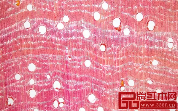 染料紫檀橫切面結(jié)構(gòu)圖,上海木材工業(yè)研究所供圖 染料紫檀橫切面結(jié)構(gòu)圖,上海木材工業(yè)研究所供圖
