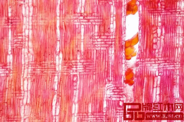 染料紫檀徑切面結(jié)構(gòu)圖,上海木材工業(yè)研究所供圖 染料紫檀徑切面結(jié)構(gòu)圖,上海木材工業(yè)研究所供圖