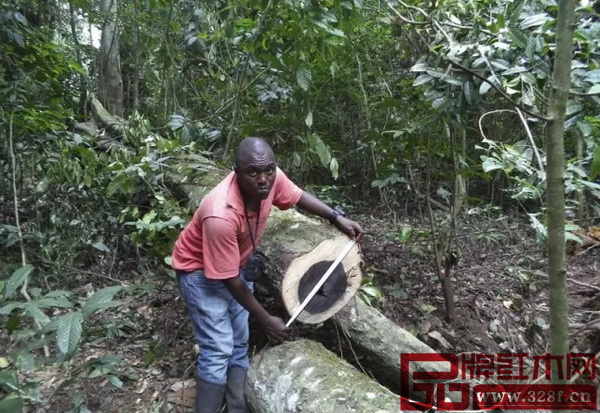 喀麥隆烏木 喀麥隆烏木